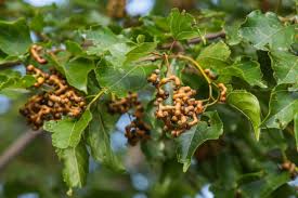 Image result for Hovenia dulcis
