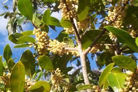 Image result for Rapanea