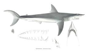 Image result for Isurus oxyrinchus
