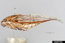 The giant cicada (quesada gigas), also known as the chichara grande, coyoyo, or coyuyo, is a species of large cicada native to north, central, and south america. Giant Cicada Quesada Gigas Hemiptera Cicadidae 5565783