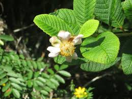 Image result for Tetracera boiviniana