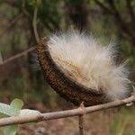 Image result for Strophanthus eminii