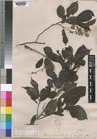 Image result for Bivinia jalbertii