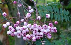 David fairchild, who worked for the u.s. Cherry Blossom Frequently Asked Questions Primrose Blog