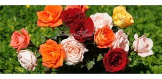 Kali ini, kami akan menerangkan maksud. Arti Warna Bunga Mawar