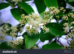 Image result for Salacia orientalis