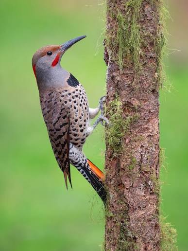 Day one of posting pecker pics til I reach 200k🤣. Please, please follow  for more pecker pics. I'm so desperate for followers it's come down to a  pecker pic a day. #dailypeckerpic #
