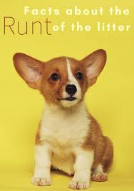 The breeder did not say he was the runt, so i am unsure why he is so small. Interesting Facts And Myths About The Runt Of The Litter Pethelpful By Fellow Animal Lovers And Experts