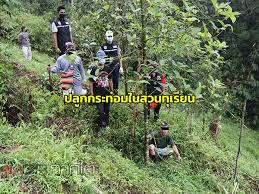 ใบกระท่อม เป็นใบเดี่ยวเรียงตัวเป็นคู่ตรงข้ามและมีหูใบ 1 คู่ (interpetiolarstipules) ใบมีรสขมเฝื่อน แผ่นใบสี. à¸ˆà¸™à¸— à¹€à¸šà¸•à¸‡à¸ªà¸™à¸˜ à¸à¸³à¸¥ à¸‡à¸ˆ à¸šà¸Šà¸²à¸¢à¸§ à¸¢ 52 à¸› à¸¥ à¸à¸¥à¸­à¸šà¸›à¸¥ à¸à¸• à¸™à¸à¸£à¸°à¸— à¸­à¸¡à¹ƒà¸™à¸ªà¸§à¸™à¸— à¹€à¸£ à¸¢à¸™