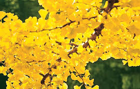 This particular tree is very hardy and can withstand very cold. 10 Best Trees And Shrubs For Fall Color This Old House