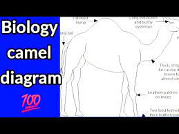 Camel labelled diagram , 14 best vaping girls images on pinterest, 253 best vintage clipart animals images on pinterest, how to draw a camel flavs will certainly need is as a newborn, 554 best coloring images on pinterest. How To Draw Camel Labeled Diagram Easy And Simple Biology Diagrams For Beginners Youtube