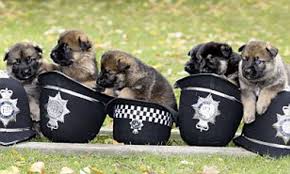 Please share your german shepherd puppy stories with us. The German Shepherd Puppies That Will Grow To Be Police Attack Dogs Daily Mail Online