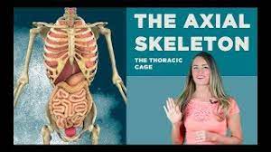 Rib cage, basketlike skeletal structure that forms the chest, or thorax, made up of the ribs and their corresponding attachments to the sternum and the vertebral column. The Thoracic Cage The Rib Cage Youtube