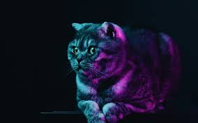 Hd wallpapers and background images. Download 1920x1200 Wallpaper Fat Cat Neon Glow Animal Widescreen 16 10 Widescreen 1920x1200 Hd Image Background 24000
