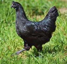 Ayam Cemani A Rare Breed Of All Black Chickens From Indonesia Http Frankfox Eu Black Chickens Poule Poulets Animaux