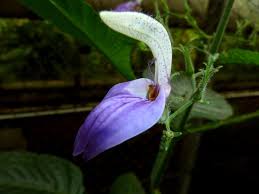 Image result for Brillantaisia pubescens