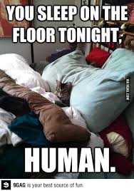 You Sleep On The Floor Tonight Funny Animal Pictures Funny Cats Funny Animals