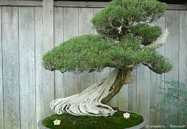 Der erste schritt zu einem neuen garten bonsai. Garten Bonsai Baum Pflanzen Pflegen Garten Hausxxl Garten Hausxxl