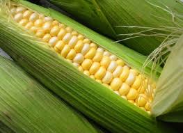 NOVO HIBRIDO PARA O MILHO VERDE | AgroNovas