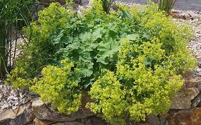 Image result for Gnidia mollis