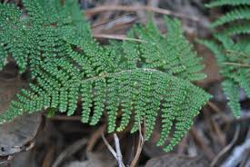 Image result for Cheilanthes involuta