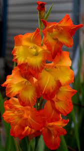 A Bright Orange Gladiolus Orange Flowers Beautiful Flowers Small Gardens