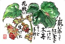 家の周りを 散策していると 赤いルビー のような実をつけた冬いちご をたくさん目にするように なりました 大好きな実 かわいい実です 絵手紙 イラスト とよちゃん絵手紙帖 植物 柿 野菜 果物 冬いちご 四季折々 三間町 宇和島市 愛媛県 日本 Fruits