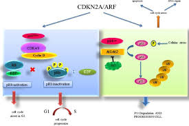 Maybe you would like to learn more about one of these? The Resistance Related To Targeted Therapy In Malignant Pleural Mesothelioma Why Has Not The Target Been Hit Yet Sciencedirect