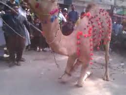 Most dangerous camel qurbani in gujranwala 2017 eid ul adha , watch how professional qasai qurbaned the camel, camel out of control, plz. Camel Qurbani 2016 Dangerous Qasai At Shadbagh