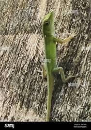 Image result for Anolis punctatus