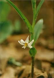 Image result for Walleria nutans