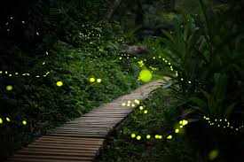 نتیجه جستجوی لغت [fireflies] در گوگل