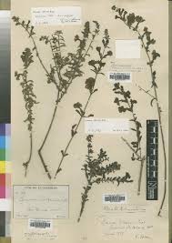 Image result for Cycnium jamesii