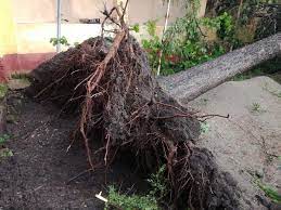 Time dudeştii vechi with daylight saving time romania. Imagini InfiorÄtoare Surprinse La DudeÈtii Vechi Pomi UriaÈi SmulÈi Din RÄdÄcini Video Foto