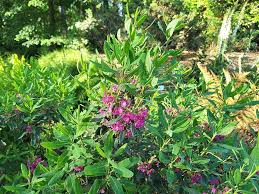 Image result for Clutia angustifolia