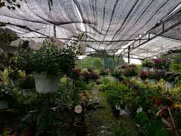 Hampir 2minggu mencari nursery area shah alam. Alya Nursery Landscape Home Facebook
