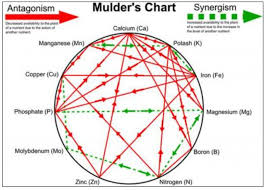 Mulders Chart The Daily Garden