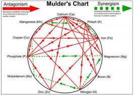 mulders chart the daily garden