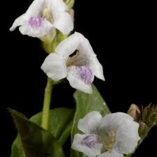 Image result for Monothecium glandulosum