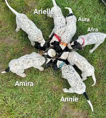 Image result for auvergneský ohař