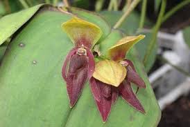 Image result for Eulophia elegans