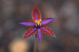 That said, there's no time like springtime, running from september to november, to enjoy sydney's spectacular scenery and cityscapes in the best weather possible. Western Australian Wildflowers Bloom Nature Features Abc Science