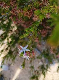 Image result for Tetragonia calycina