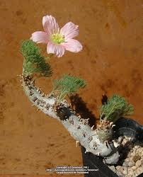 Image result for Monsonia glauca