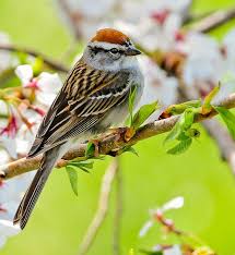 Birds Of Middle Tennessee Chipping Sparrow Backyard Birds Beautiful Birds Pretty Birds