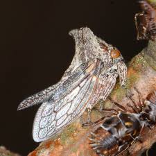 Image result for Oxyrhachis