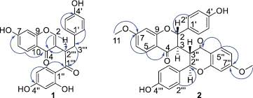Image result for Ochna macrocalyx
