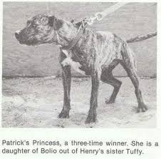 Kincaid S Princess American Pitbull Terrier Pitbull Dog Pitbull Puppies
