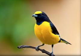 Kembali lagi masih bersama situs resmi kacer.co.id, yang selalu konsisten memberikan info tips rawatan, jenis, harga, budidaya dan lainnya seputar dunia burung kicau saat ini. Daftar Harga Burung Kicau Murah Terbaru 2021 Jenis Makanan