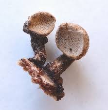 Image result for Porodisculus pendulus